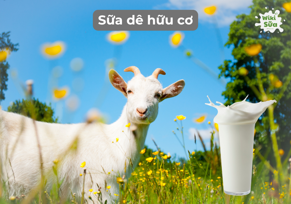 Sữa dê hữu cơ lựa chọn cho người dị ứng đạm sữa bò