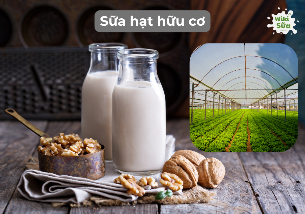 Sữa hạt organic ngày càng phổ biến