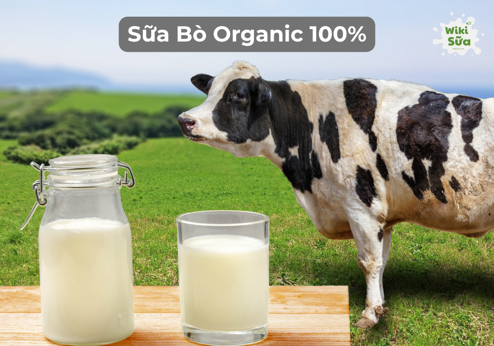 Sữa bò hữu cơ đạt chuẩn 100% organic